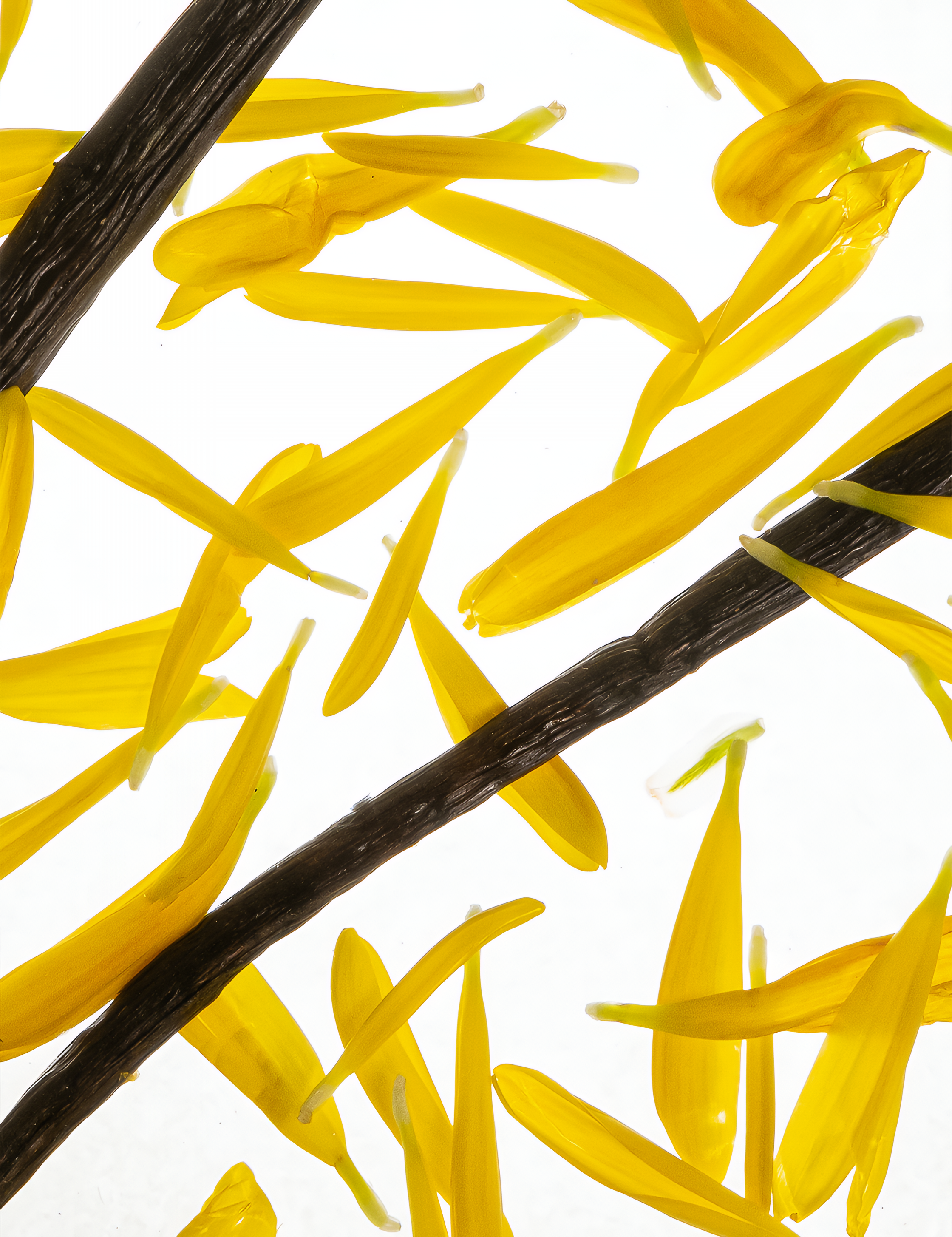 NEW & OPTIMIZED || Fearless Fragrance