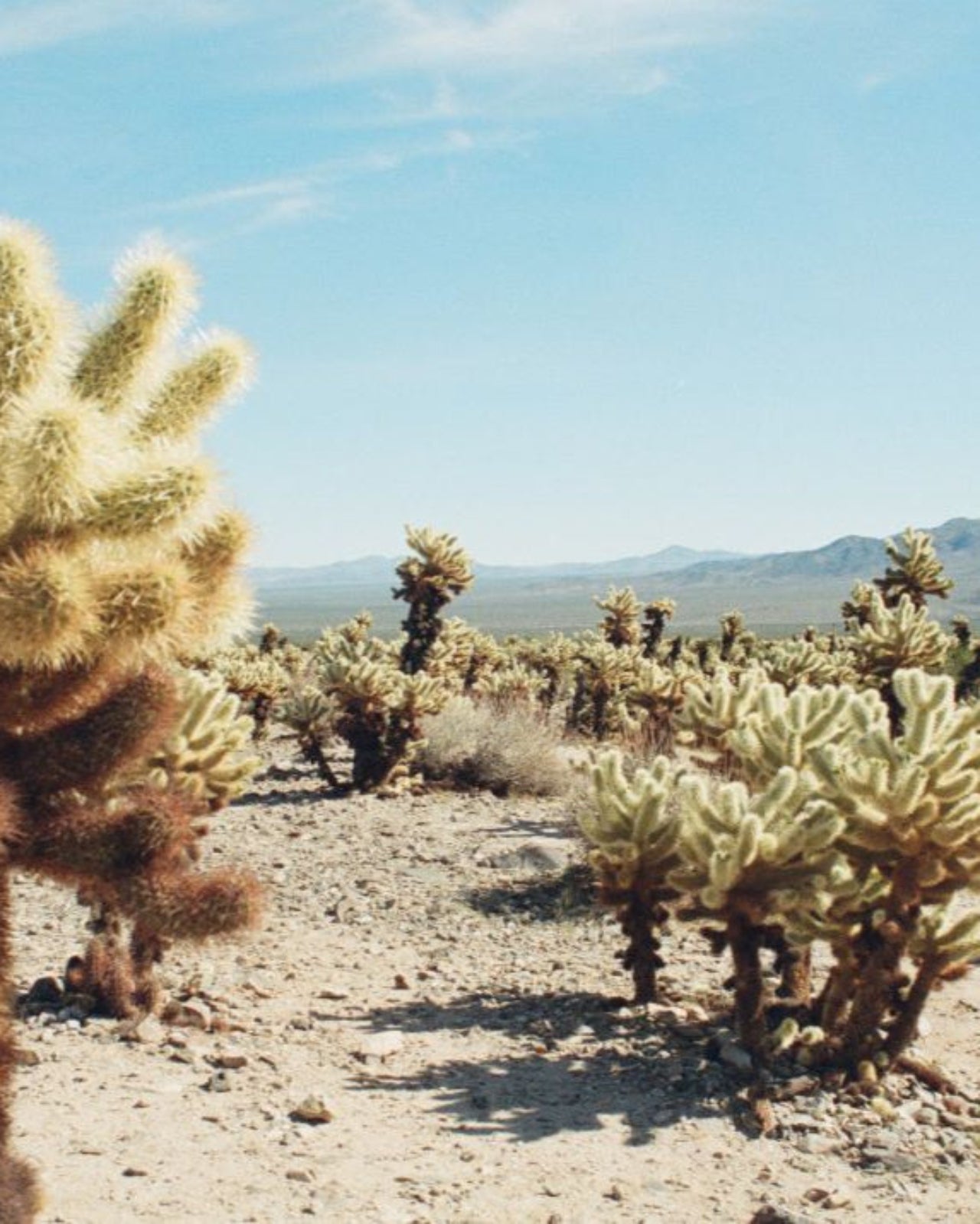 Desert Cedar Essential Oil