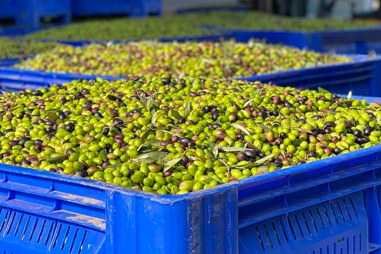 Infused Olive Oil Gift Set