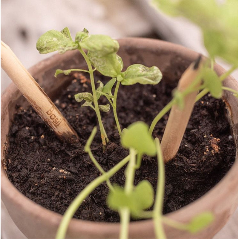 Plantable Colored Pencils - 8pk