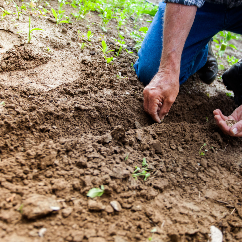 Regenerative Farming: Nurturing the Earth for a Sustainable Future