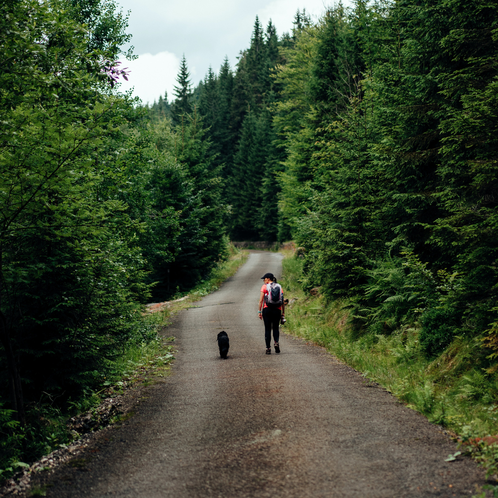 Hiking with Your Dog: A Low-Impact Approach to Outdoor Adventures