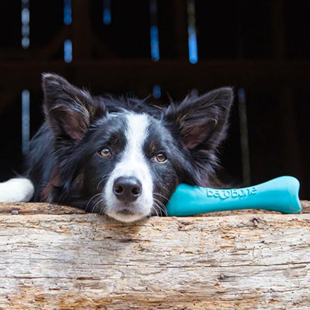 10 Eco-Friendly Pet Treats and Toys