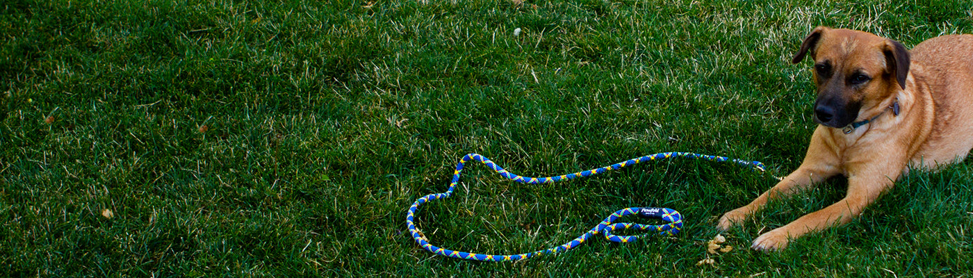 Dog Leashes, Collars, & Harnesses