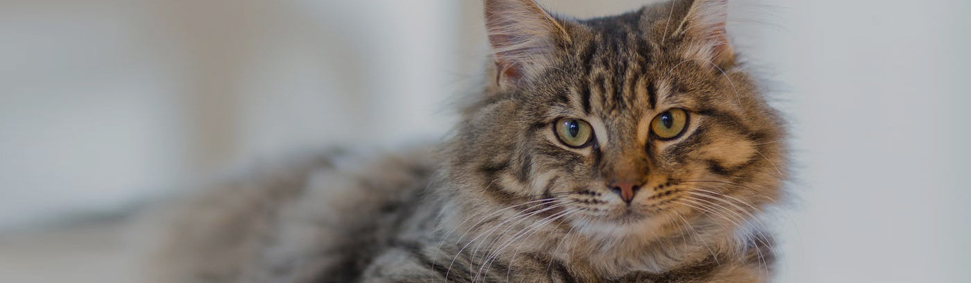 Cat Supplies & Products