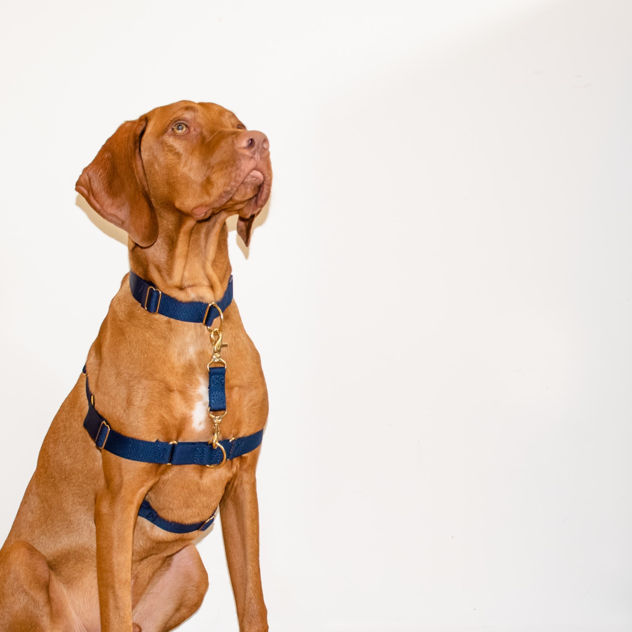 Dog Walking Safety Strap