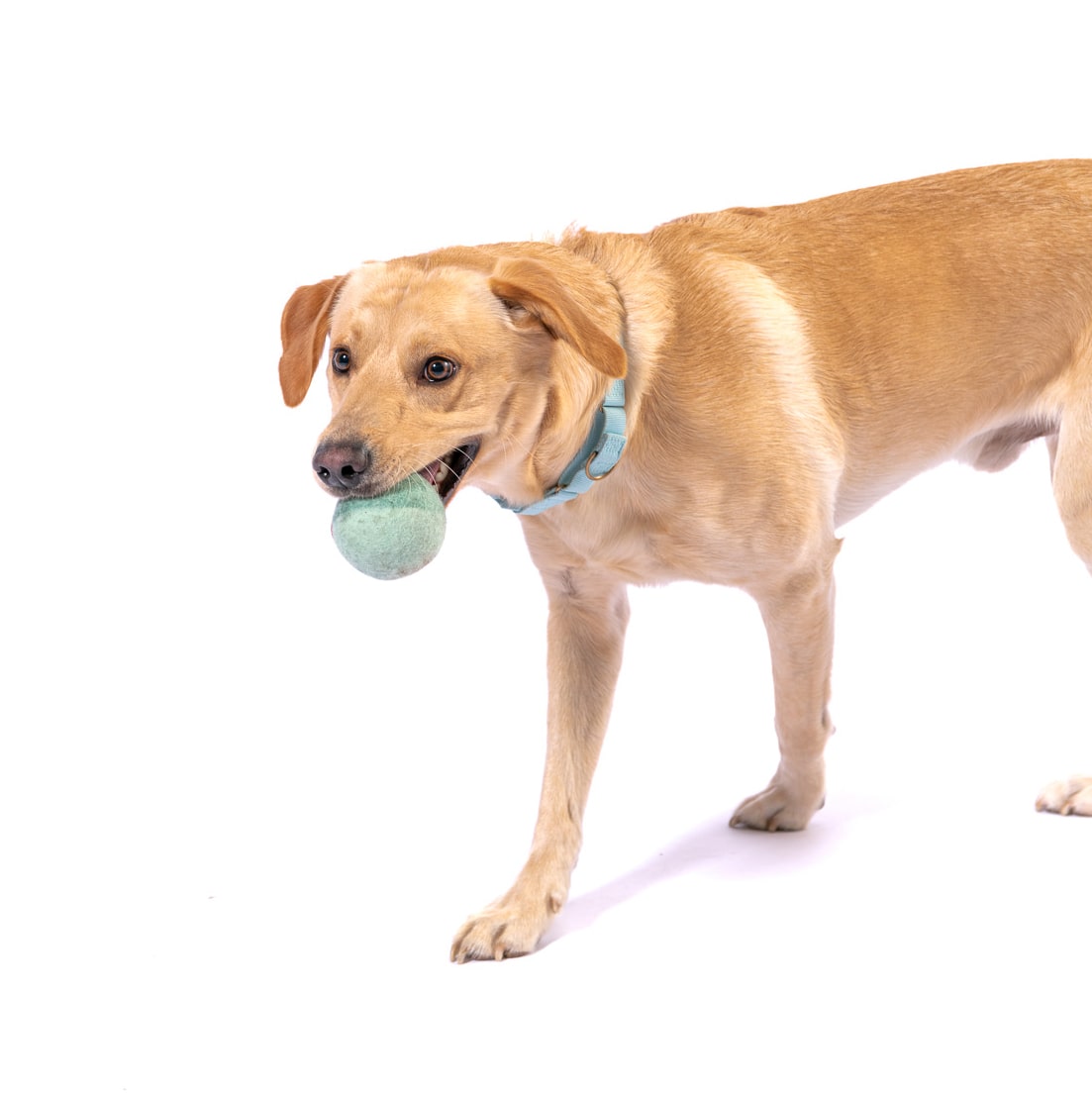 Felt Ball Dog Toy Trio