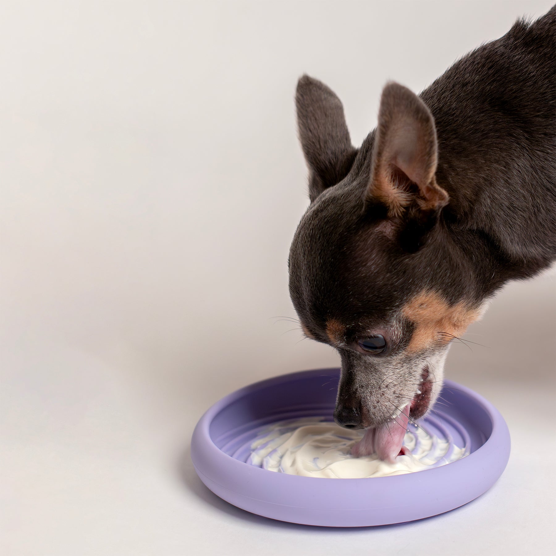 Lick Dish Slow Feeder For Dogs