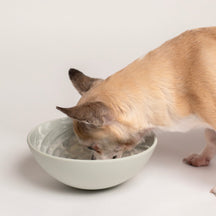 Wobbowl Lick & Slow Feeder Bowl For Dogs