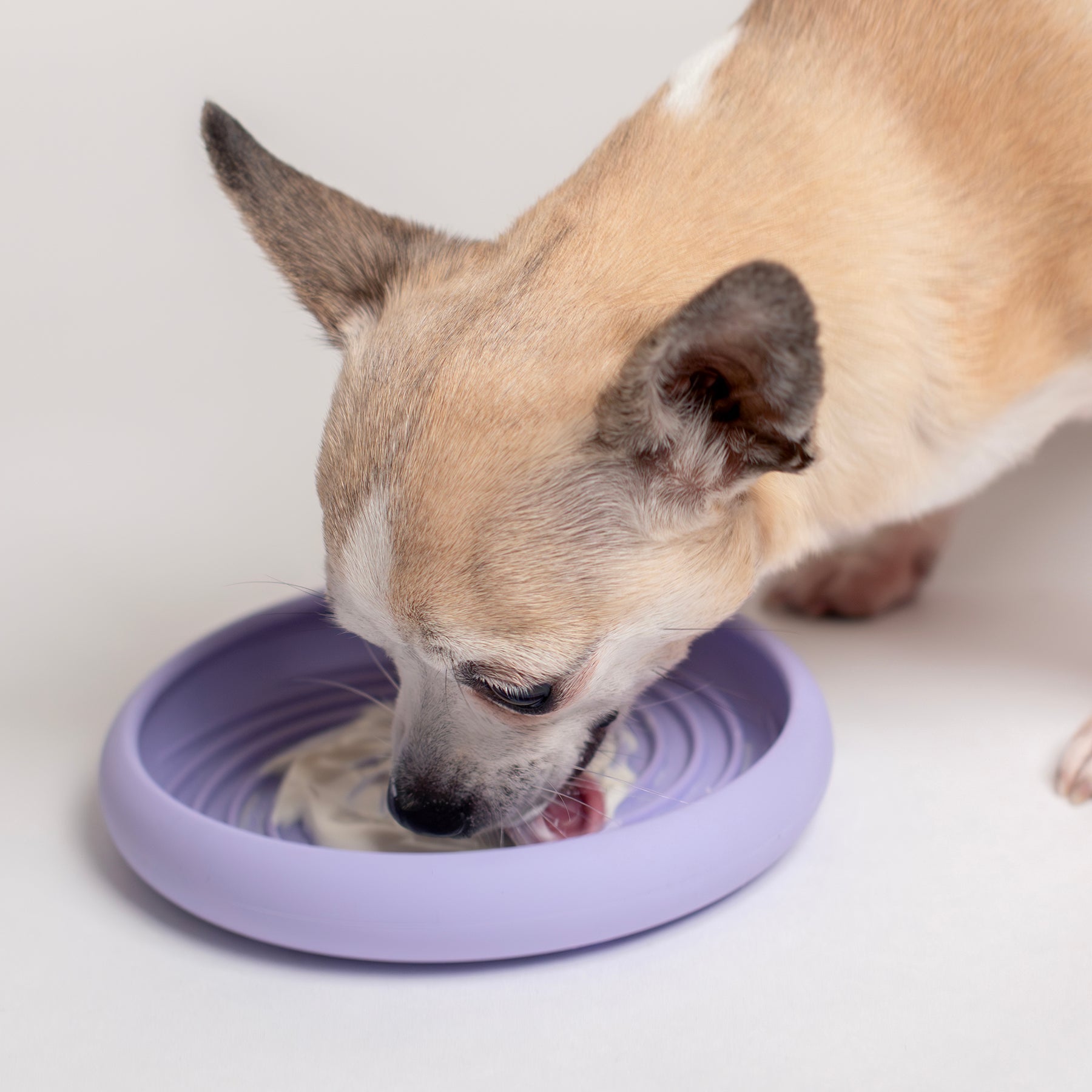 Lick Dish Slow Feeder For Dogs