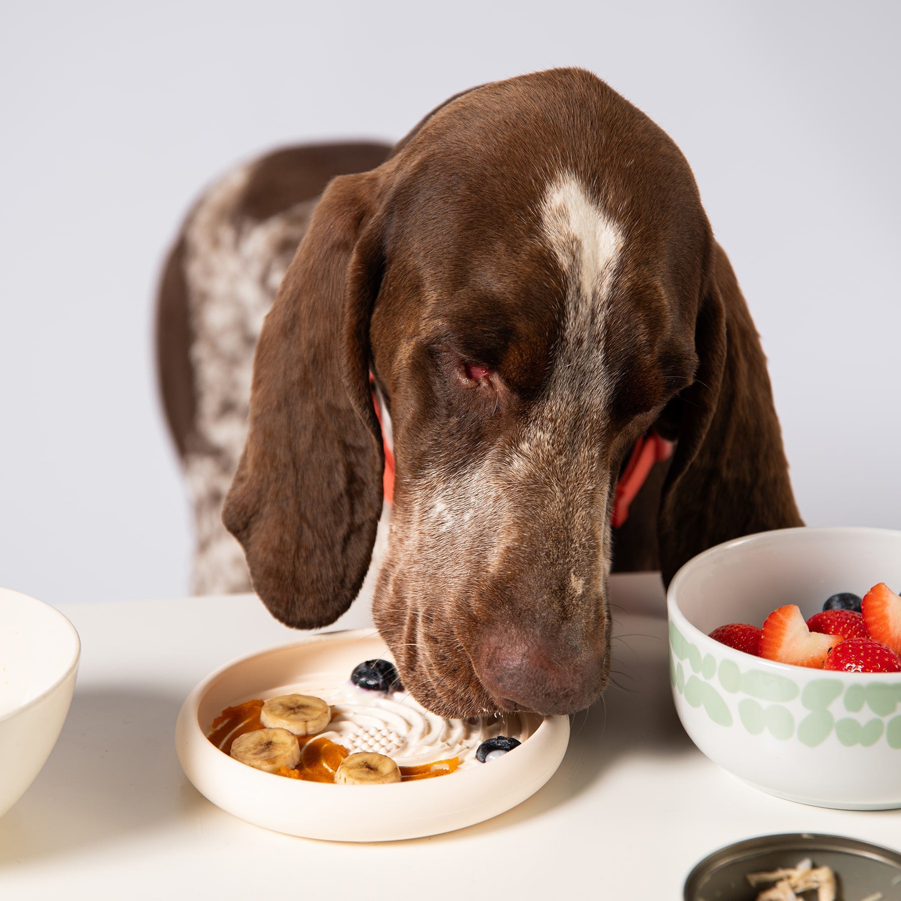 Lick Dish Slow Feeder For Dogs