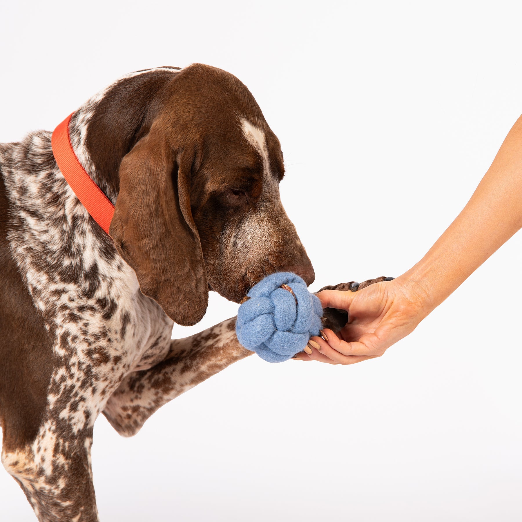 Knot Felt Puzzle Dog Toy