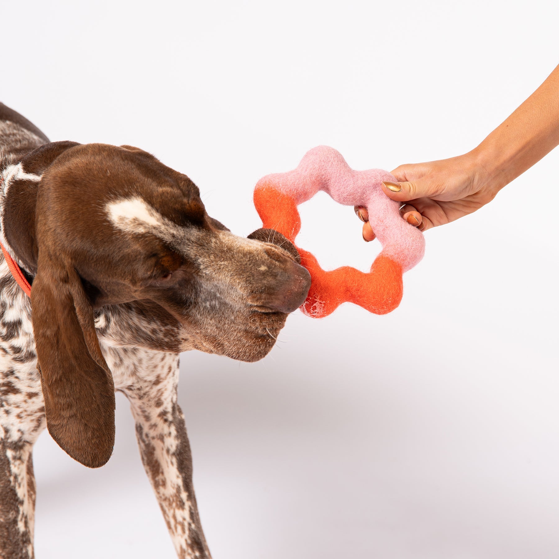 Wiggle Ring Felt Dog Toy