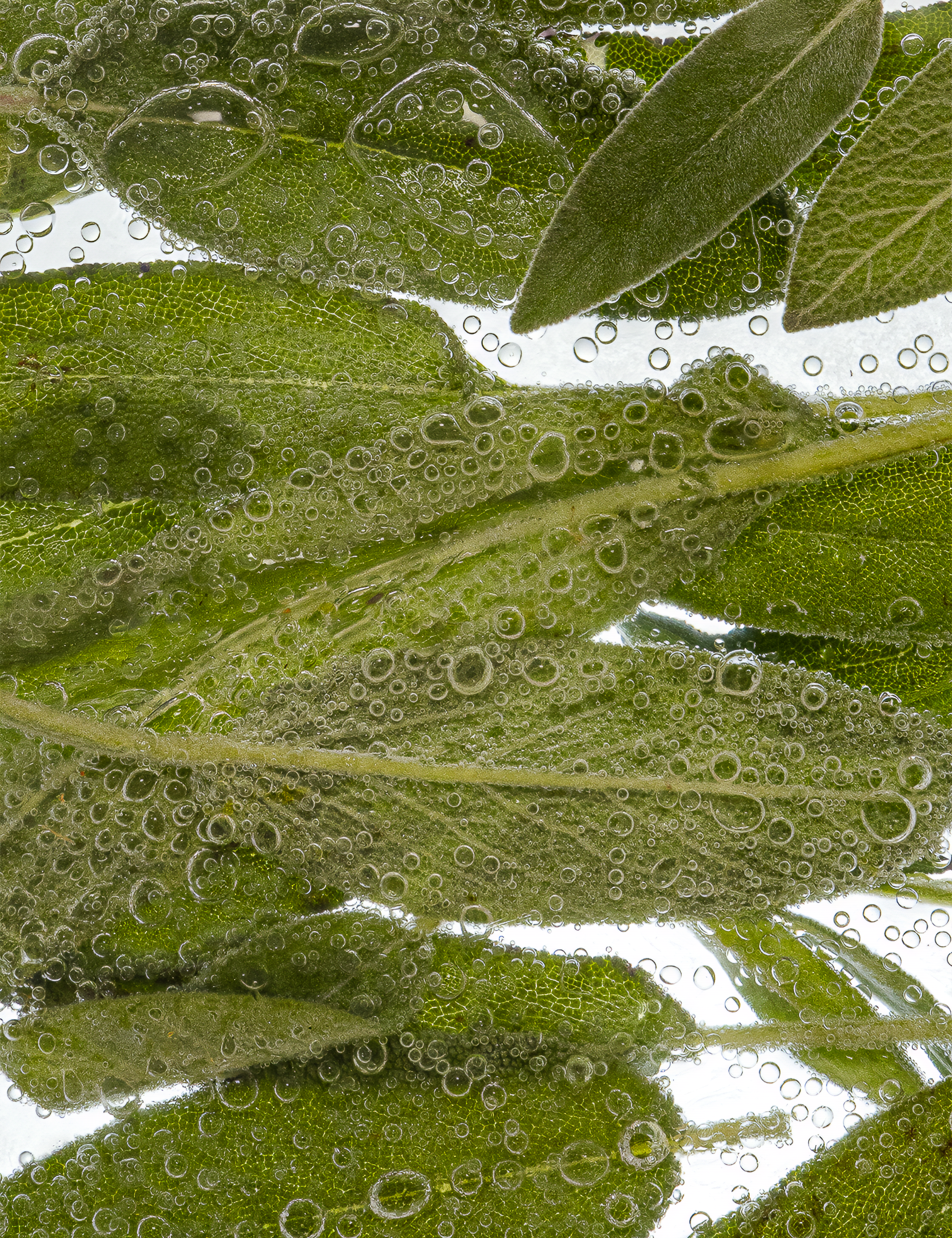 Sea Salt & Sage Kolonya Hand Cleanser Duo