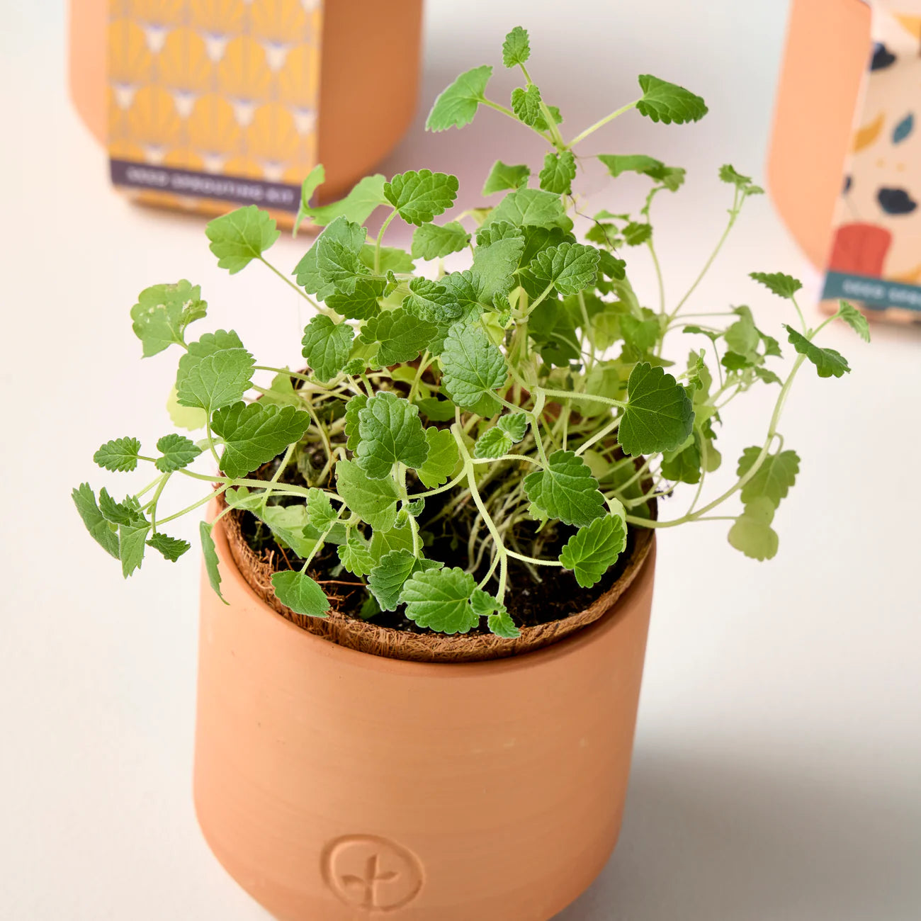 Tiny Terracotta Planter Kit