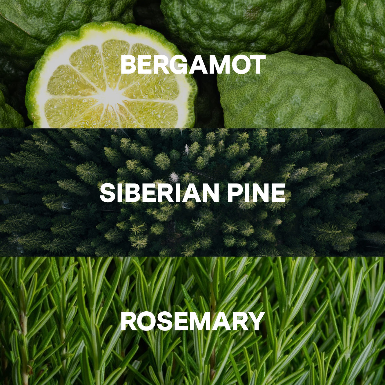 Rejuvenating Soap — Pine, Rosemary, Bergamot