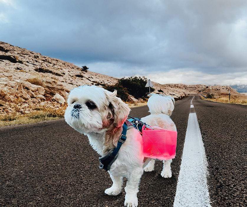 Mini Collapsible Solar-Powered Lantern