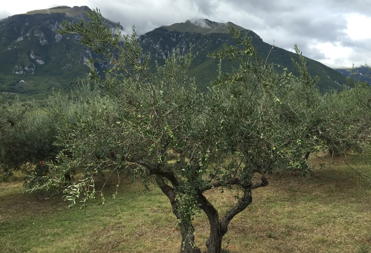 Infused Olive Oil Gift Set