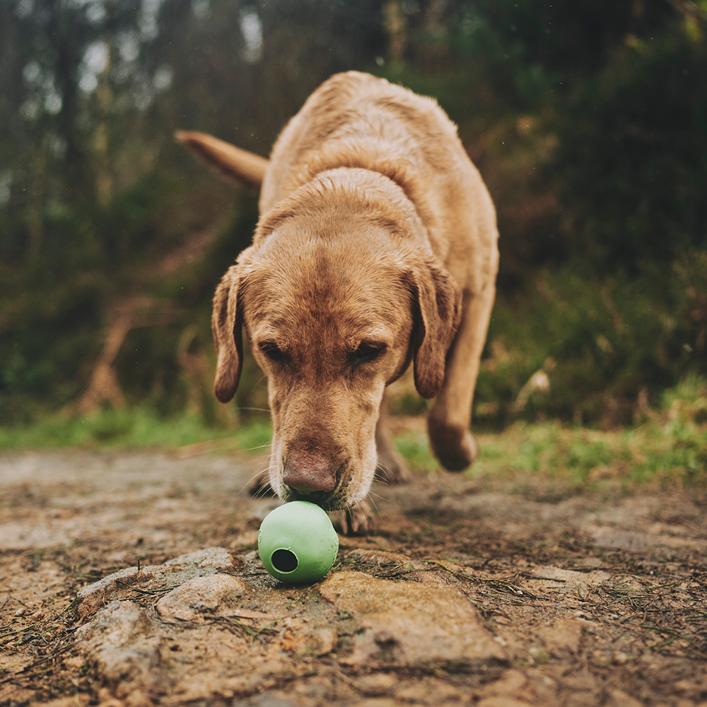 Natural Rubber Dog Ball