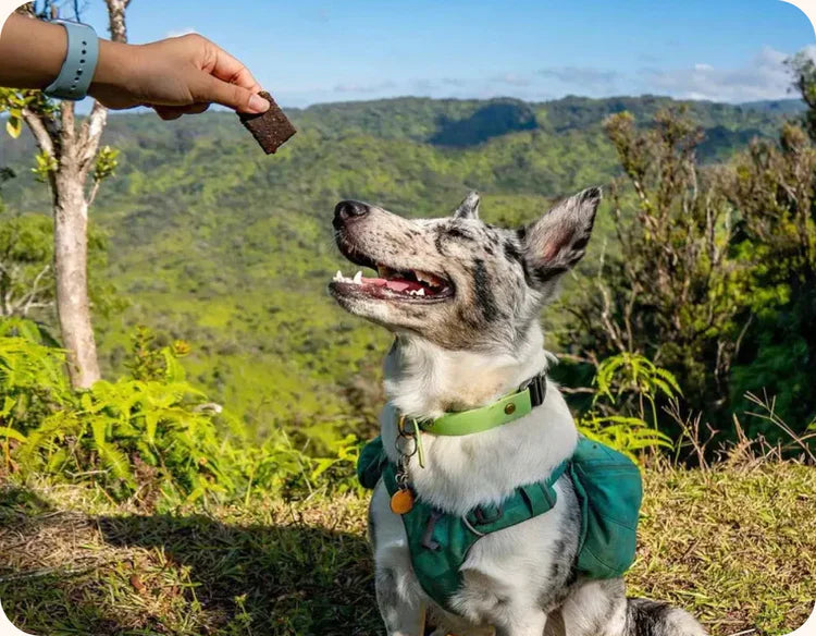 Arch Sustainable Dog Treats - 3 pack