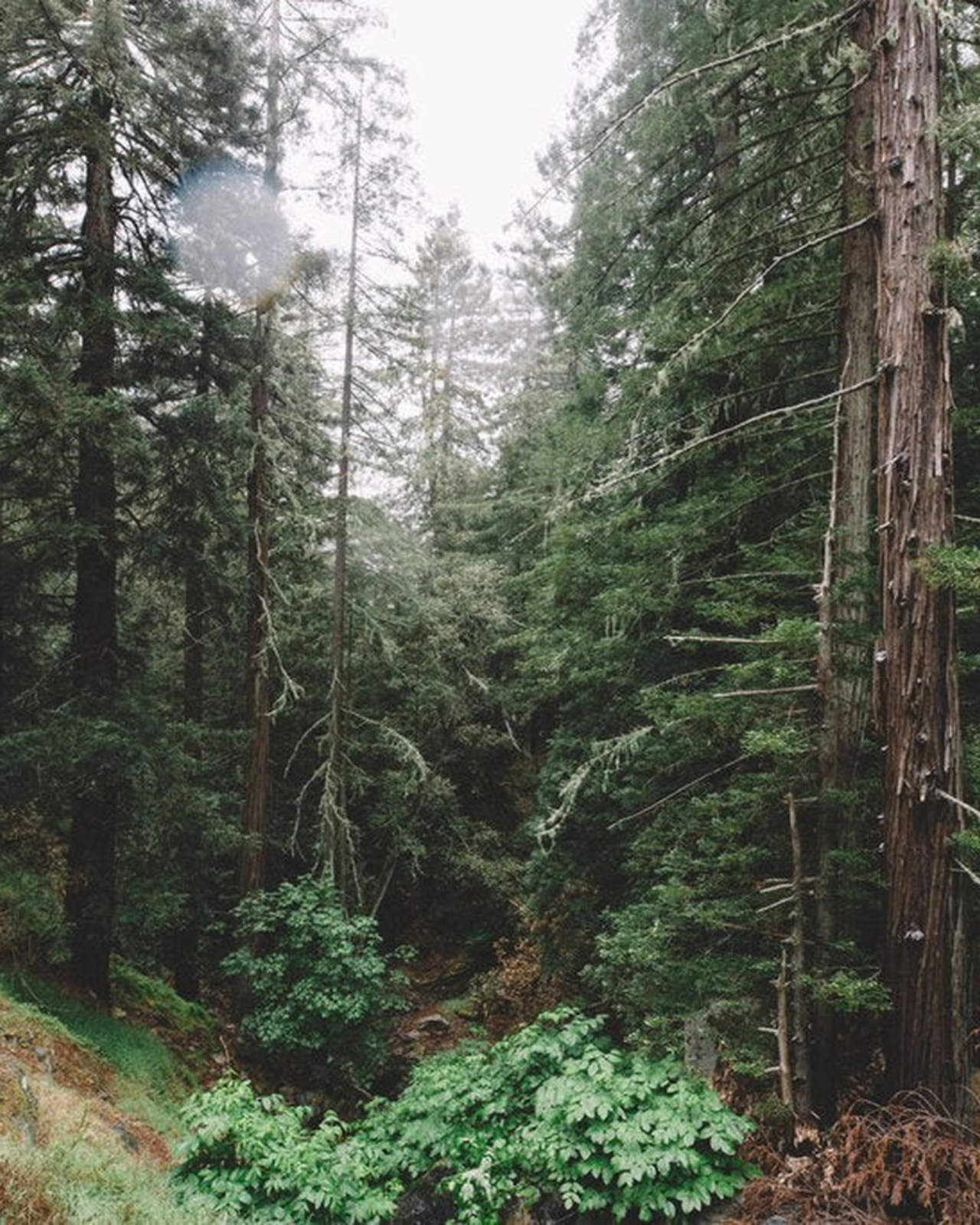 Cedar Campfire Incense (20 Sticks) 3-Pack