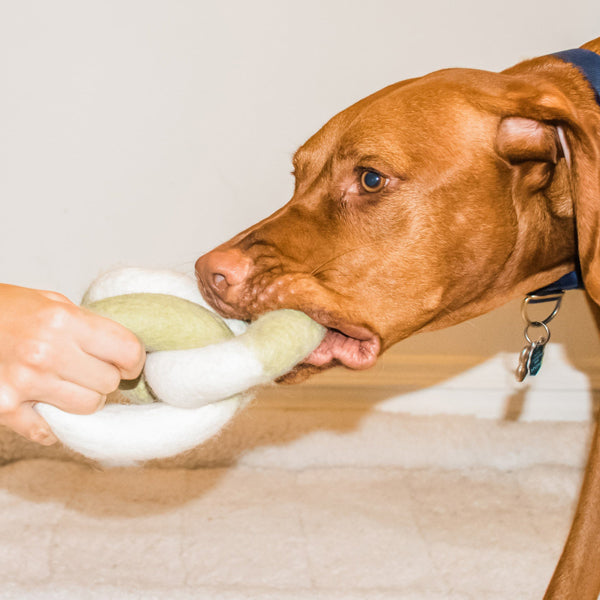 Link Felt Dog Toy