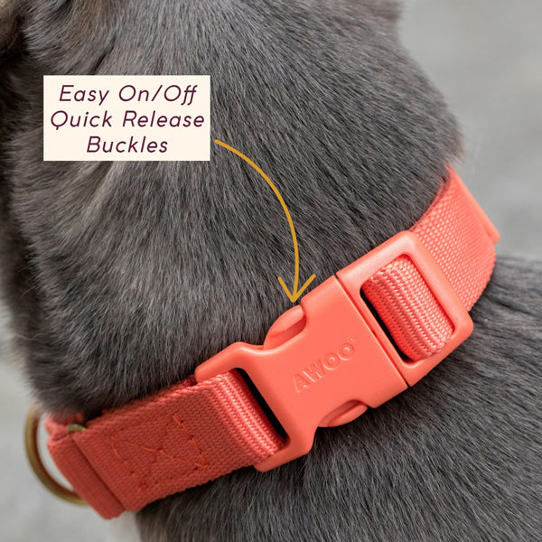 Marty Dog Collar