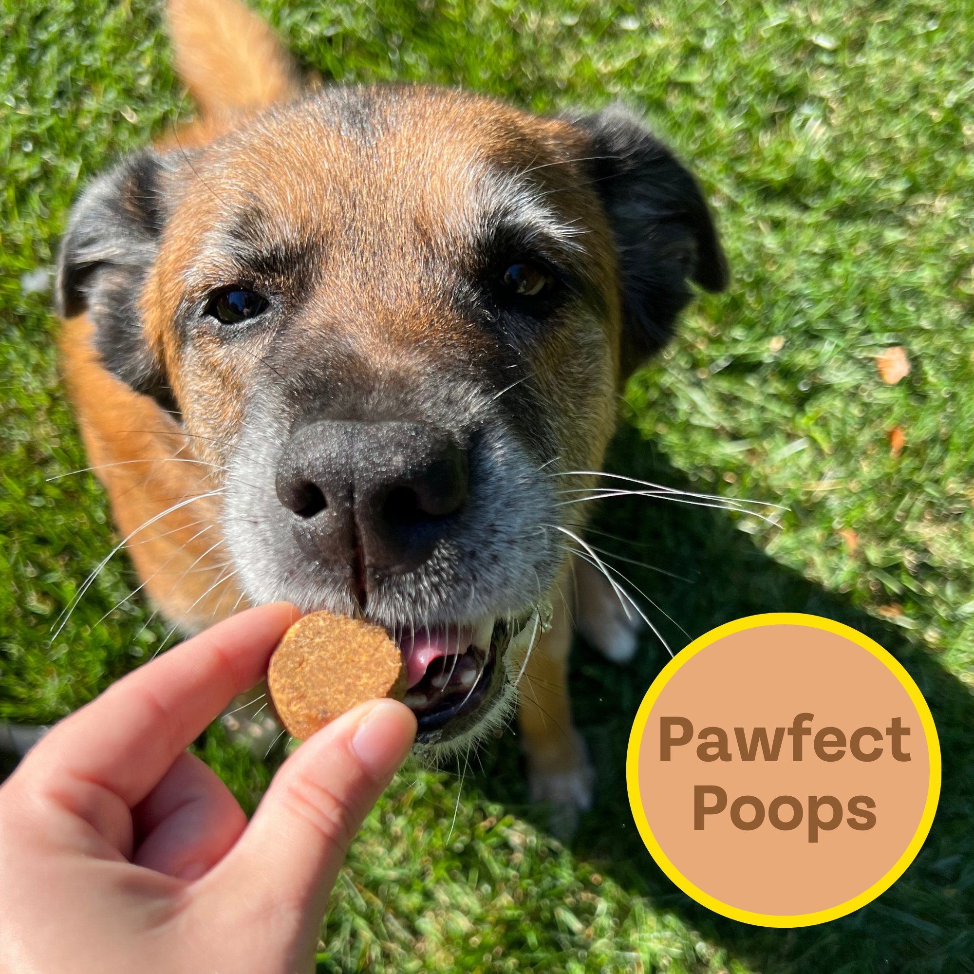 Superfood Dog Treats: Peanut Butter, Cricket, and Pumpkin, 2-pack