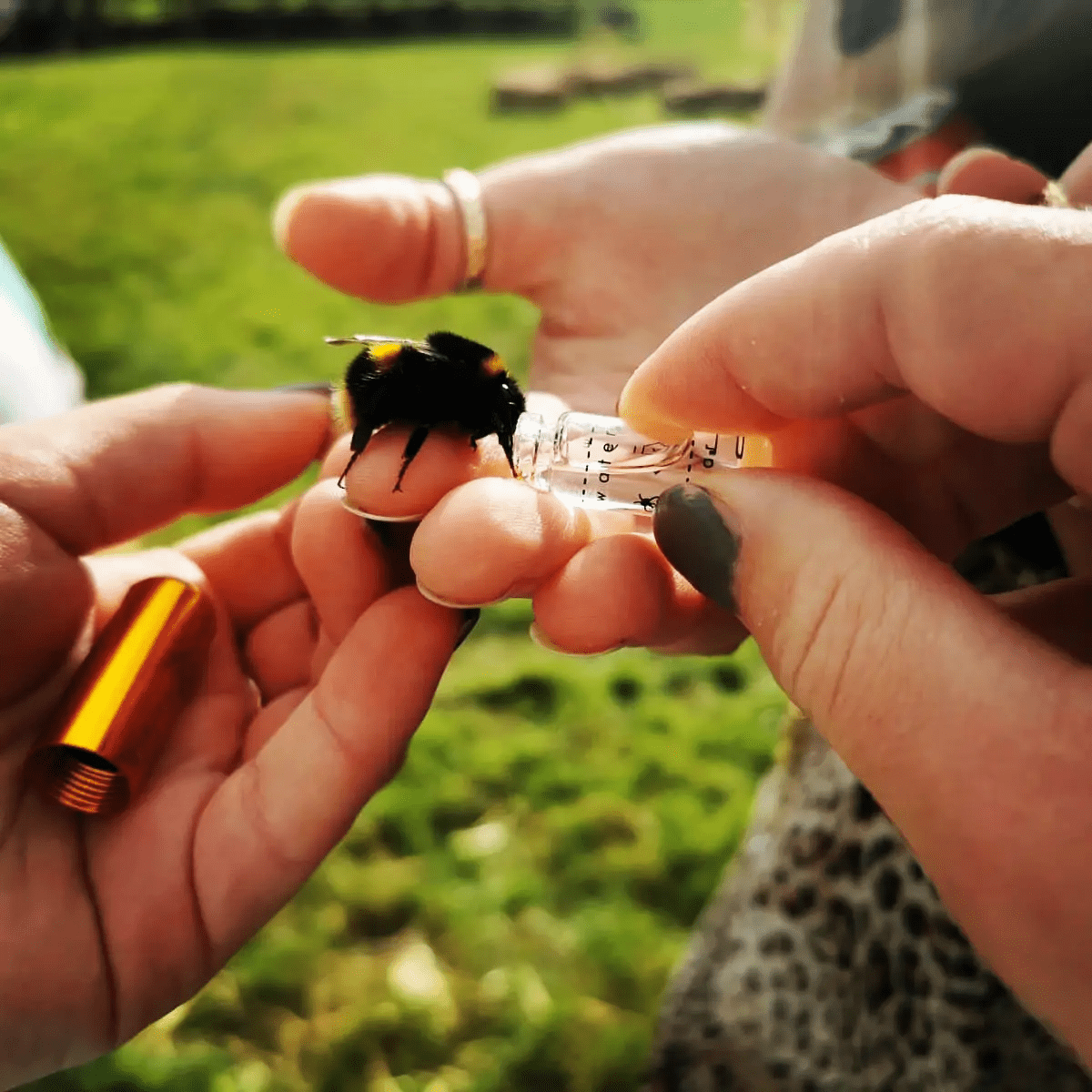 Beevive Bee Revival Kit - Butterfly & Bee Reviver, Keychain, Black or Gold